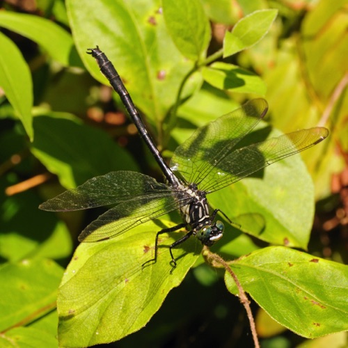 Male
2013_06_04_Polk_TN